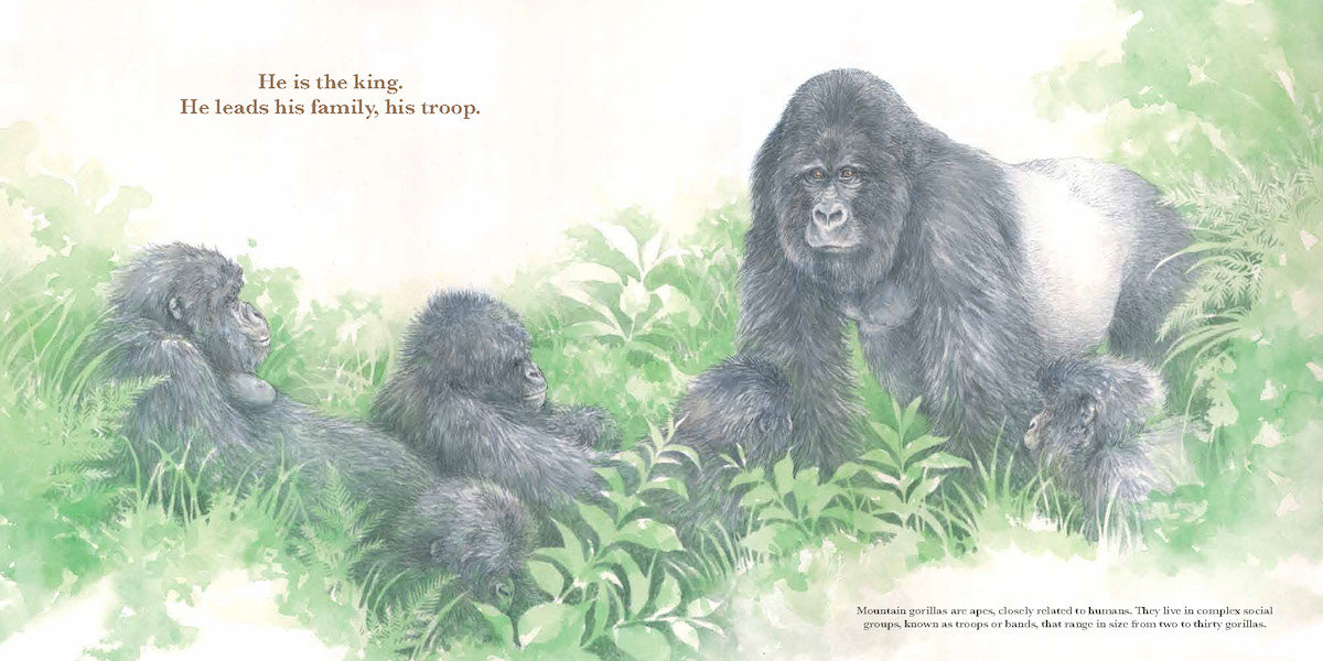 He Leads: Mountain Gorilla, The Gentle Giant